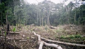deforestación en perú