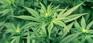marihuana