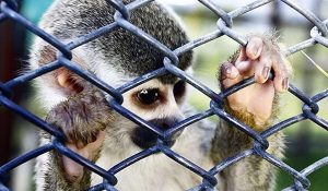 tráfico de animales silvestres-ecuador