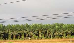 aceite de palma + monocultivo +guatemala