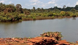 amazonia