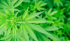 cannabis