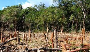 deforestación+méxico