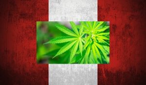 perú-marihuana