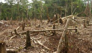 deforestación