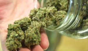 legalisierung-cannabis