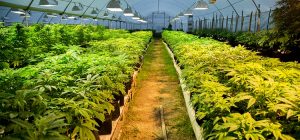 marihuana + cosecha + uruguay