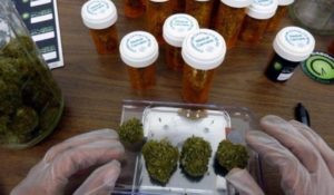 cannabis
