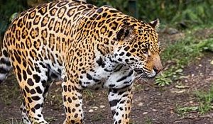 jaguar