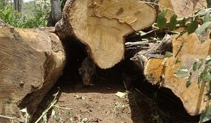 madera