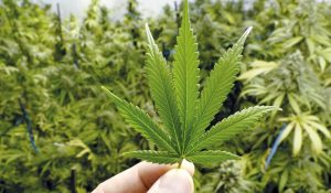 marihuana