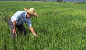 agro
