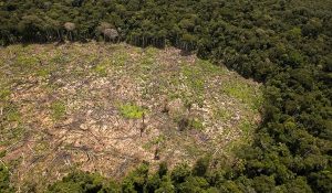 deforestacion