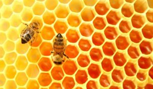 foto-colmena_abejas-672x321