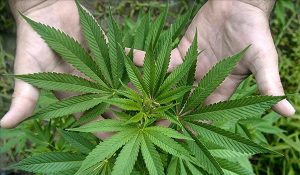marihuana
