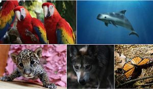 animales