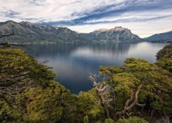 bosques patagónicos