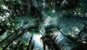 amazonia