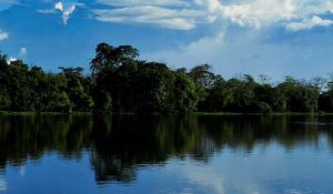 amazonia