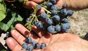 producción de uva