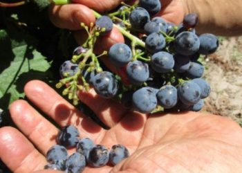 producción de uva