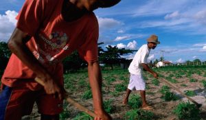 campesinos brasil