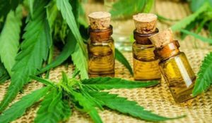 cannabis