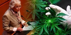lopez obrador marihuana