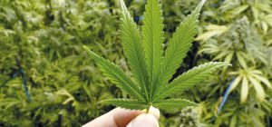marihuana