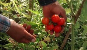agroecologia
