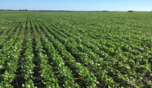 Soja-en-Guichon-Foto-Agrocentro