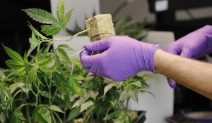 cannabis