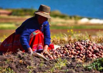 Perú agricultura