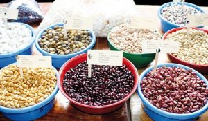 Semillas criollas