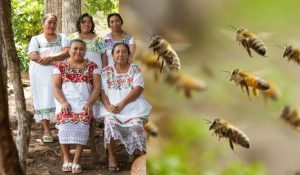 abejas