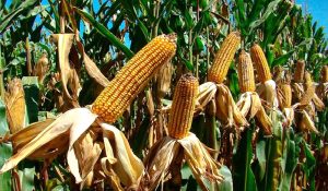 brasil-agrotoxico