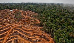 deforestación