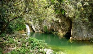 bosques energéticos Cuba