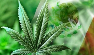 marihuana-mexico