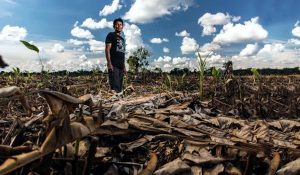 Agronegocio Amazonía