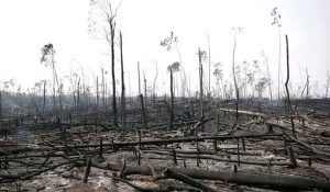 deforestacion
