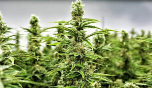 tmb1_jujuy-tendra-primera-plantacion-cannabis-fines-investigativos-pais-813387-211656