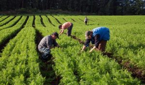 agricultura familiar