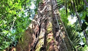 arbol_0_0