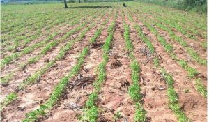 cambio climatico- produccion indigena