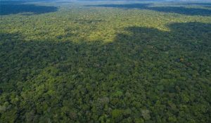 peru-bosques