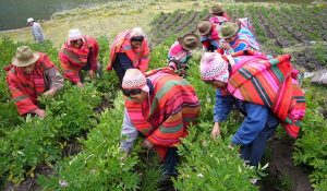 sistema alimentario