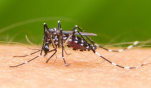 dengue