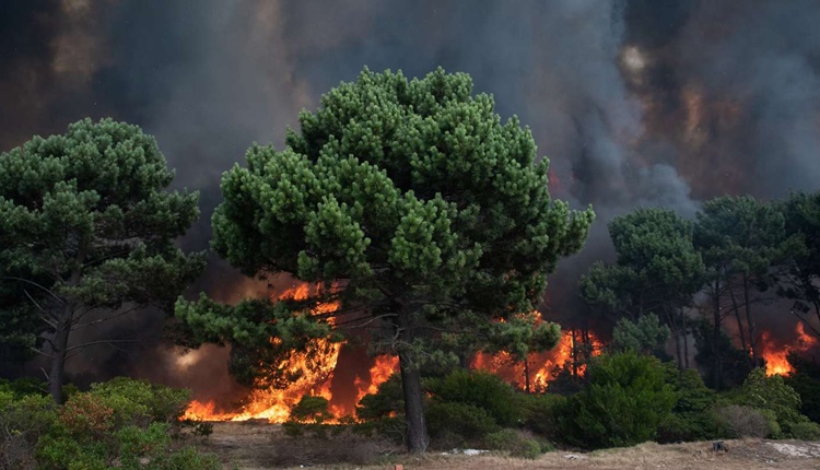 Uruguay: un bosque habitado o un desierto extractivista en llamas – Por Adriana Goñi