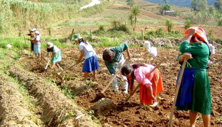 La reforma agraria, un propósito frustrado desde el siglo XIX en Colombia - Por Diana López Zuleta - NODAL